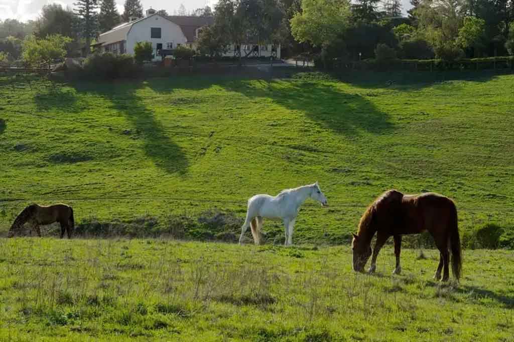 Los Altos Hills
